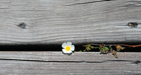 Blüte wächst durch Holzspalt