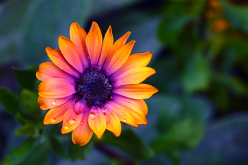 petaled colourful daisy in a deep violet