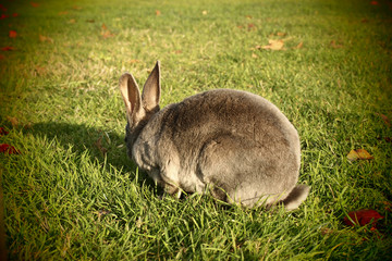 grassy green lawn has stray bunny rabbit wandering out for lunch