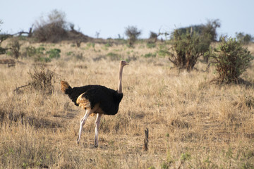 Fototapeta premium Male Ostrich (Struthio camelus) walking in dry grass in Tanzania