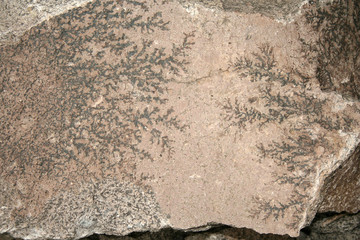 Fossil plant. The imprint of a prehistoric leaf on the stone.