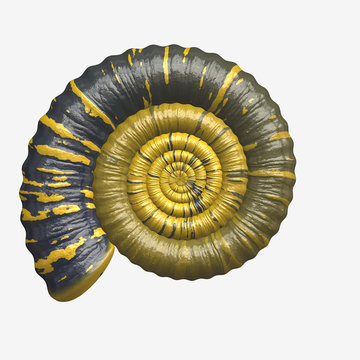 Ammonite fossil. Digital artwork creative graphic design.