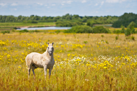 Horse on the summer field