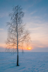 Alone tree on the snow field