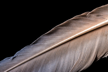 Feather macro texture with gradient isolated on black background