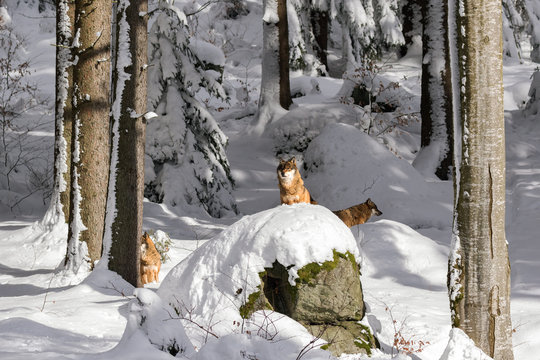 Fototapeta Lupi nella foresta