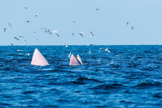 Two Bryde's whales , mother-calf pair enjoying their lunch in gulf of Thailand