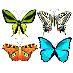 Fototapeta na wymiar Ornithoptera paradisea, butterfly wings of a bird of paradise. 