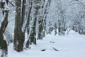 winter snow on tree PARK