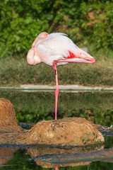 Obraz premium Greater flamingo resting