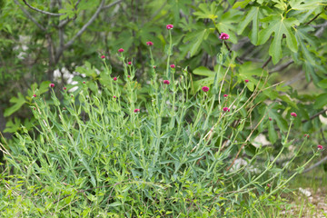 Centranthus ruber (Valériane rouge)