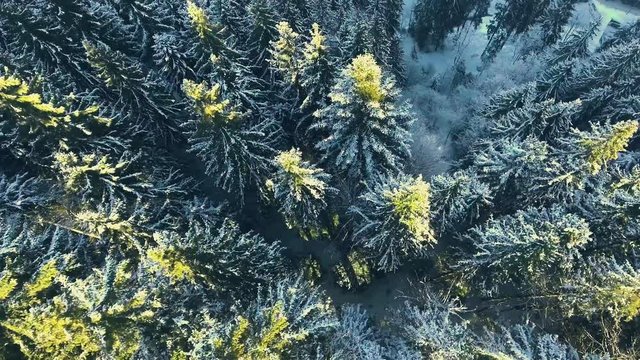 flying over a winter forest in the mountains