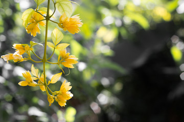 Obraz na płótnie Canvas Yellow flowers.