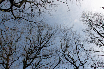 The sky through the trees - 132018949