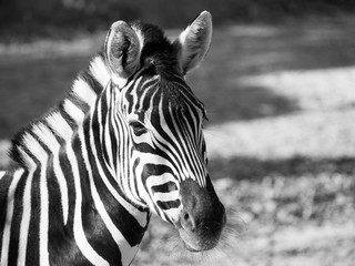 Close-up portrait of Chapman's zebra, Equus quagga chapmanni, in black and white