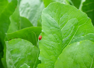Close-up of two red ladybugs making love on the edge of bright green leaf 