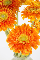 Yellow flower Barberton daisy closeup on the white background