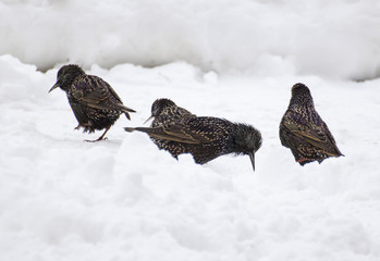 starlings searching for food on snow 