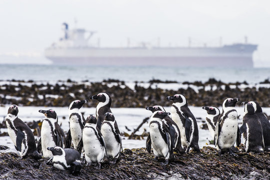 An Iron-ore tanker and African Penguins