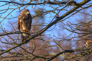 Mäusebussard / Mäusebussard auf einem Baum in Dannenberg (Lüchow-Dannenberg, Wendland, Niedersachsen). Aufgenommen am 29. Dezember 2016.