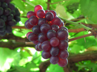 Red ripe grapes on its tree, Closed up