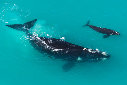 Southern right whale with calf in shallow water, South Africa