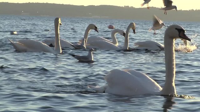Cigni e gabbiani in volo sul lago di Bracciano, Italia