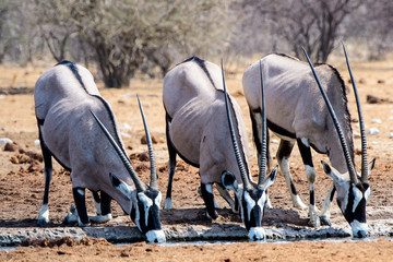 Gemsbok drinking at a waterhole