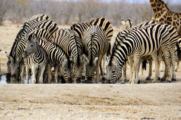 Fototapeta na wymiar zebras drinking at the waterhole
