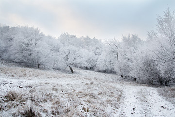 snow covered countryside with forest