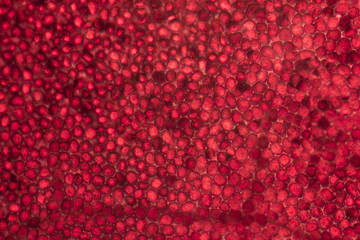 microscopic poinsettia detail