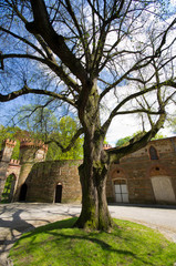 Fototapeta na wymiar Old tree in palace, Kamieniec Zabkowicki, Poland