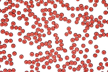 blood cell micrography