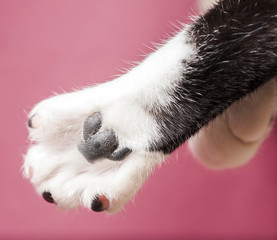 Female cat paw on purple background