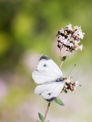 White cabbage butterfly on a flower
