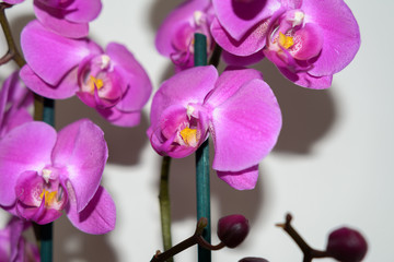 Fototapeta na wymiar Orchidee vor weissem Hintergrund