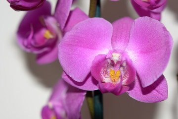 Fototapeta na wymiar Orchidee vor weissem Hintergrund