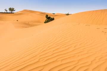Fototapeta na wymiar some shrubs in the Dunes of Mhamid (Sahara), Morocco