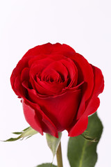 Closeup of red rose on the white background