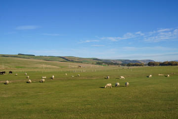 Scenic View Of Hilly Green Pasture. Canterbury, New Zealand