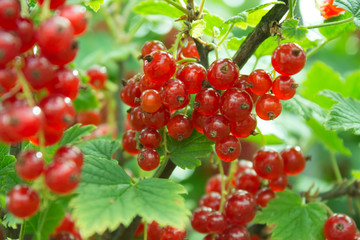 красная смородина на кусту в саду