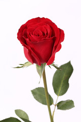 Closeup of red rose on the white background