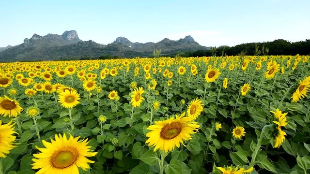 sunflower field at the mountain