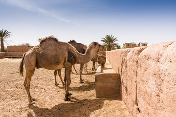 Camels, Dromedary at Mhamid, Morocco