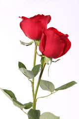 Closeup of red rose on the white background