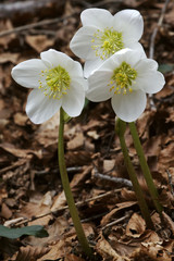 Bl&uuml;hende Schneerosen