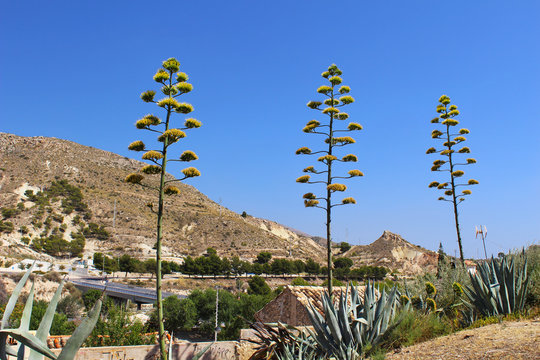 Petrer, Alicante
