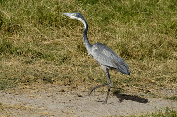 Héron mélanocéphale,.Ardea melanocephala, Black headed Heron,.parc national du Serengeti,...
