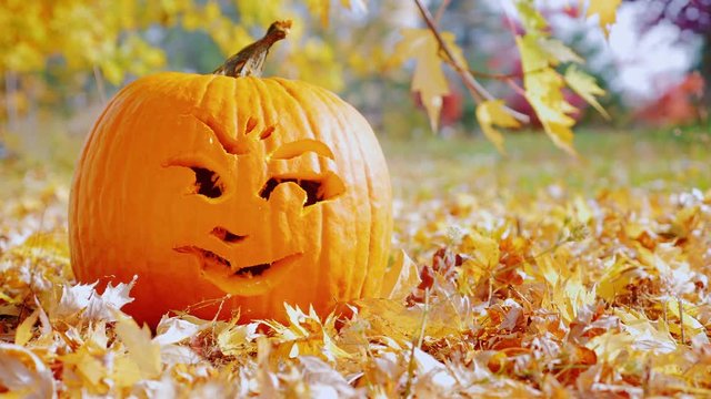 The symbol of Halloween. Carved pumpkin lying on yellow leaves