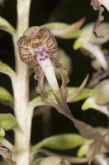Lizard Orchid - Himantoglossum hircinum